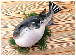fugu.jpg